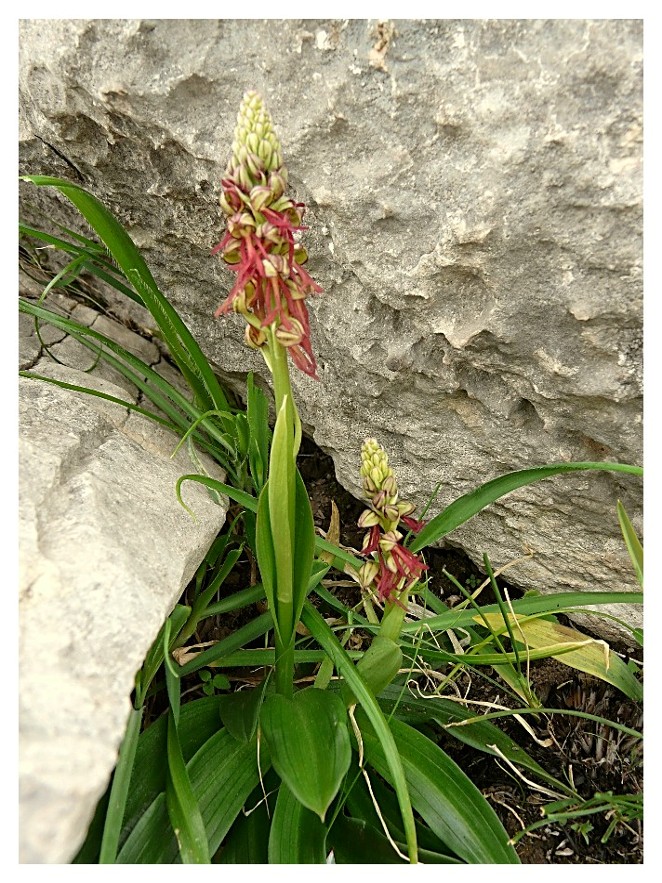 Orchis anthropophora